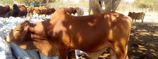 國際原子能機(jī)構(gòu)正在支持贊比亞測試牛肉和源自牛和其他動物的產(chǎn)品中可能導(dǎo)致食物中毒的殘留物和污染物。